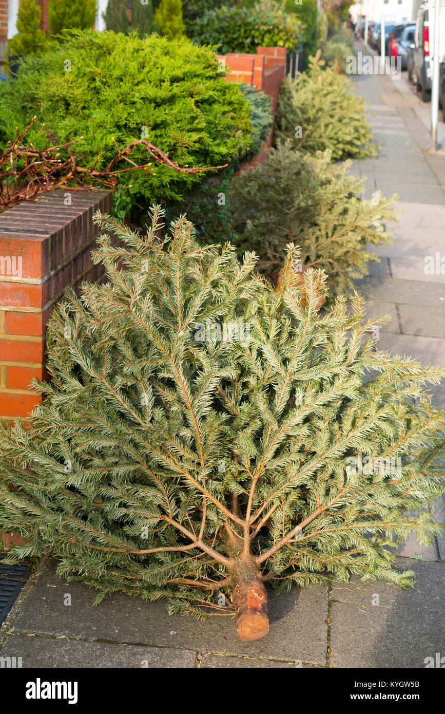 Christmas tree / trees awaiting collection and disposal / recycling by