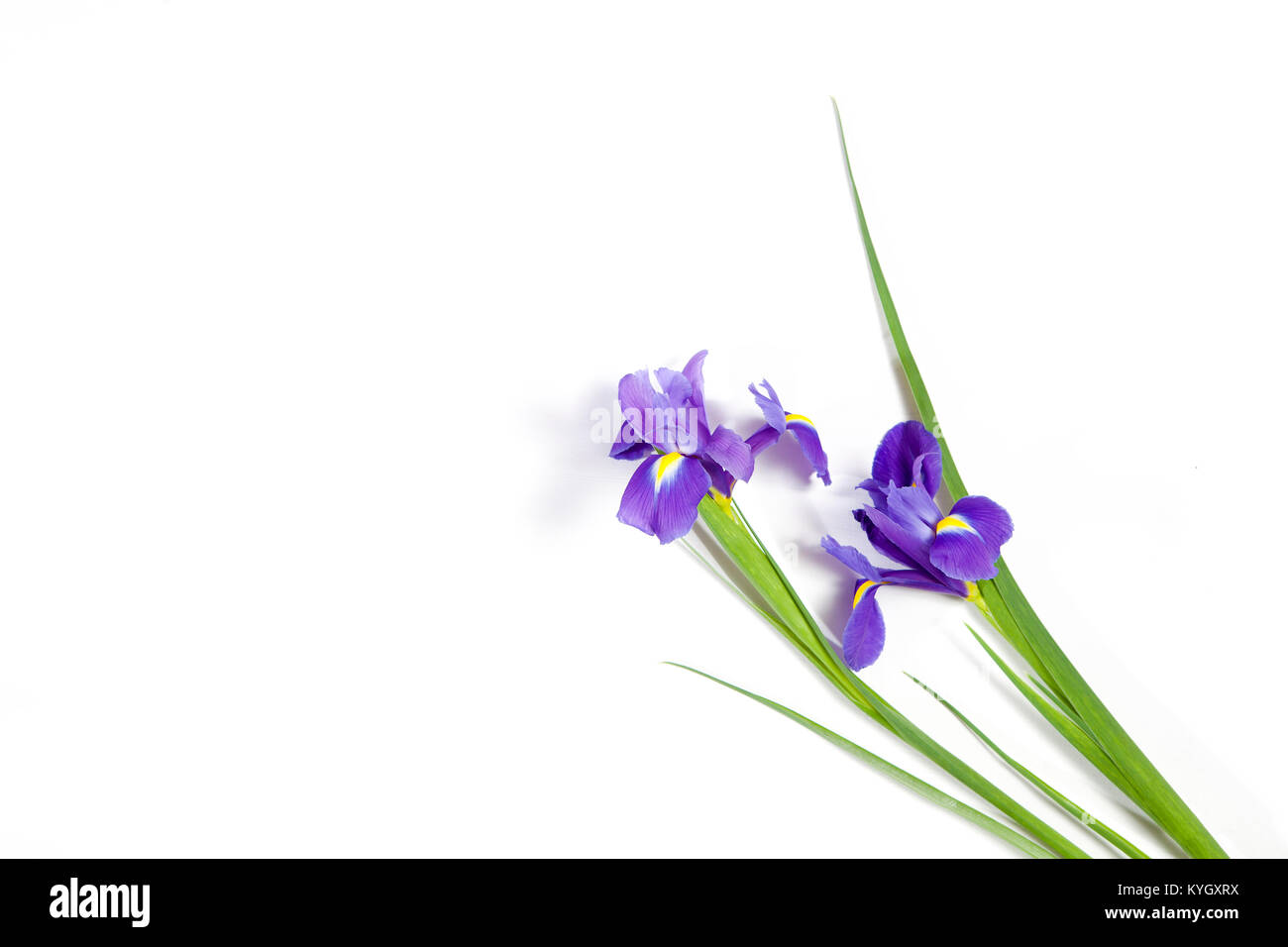 Violet Irises xiphium (Bulbous iris, sibirica) on white background with space for text. Top view, flat lay. Holiday greeting card for Valentine's Day, Stock Photo