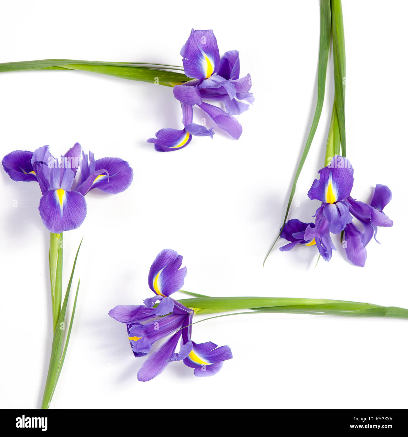 Violet Irises xiphium (Bulbous iris, sibirica) on white background with space for text. Top view, flat lay. Holiday greeting card for Valentine's Day, Stock Photo