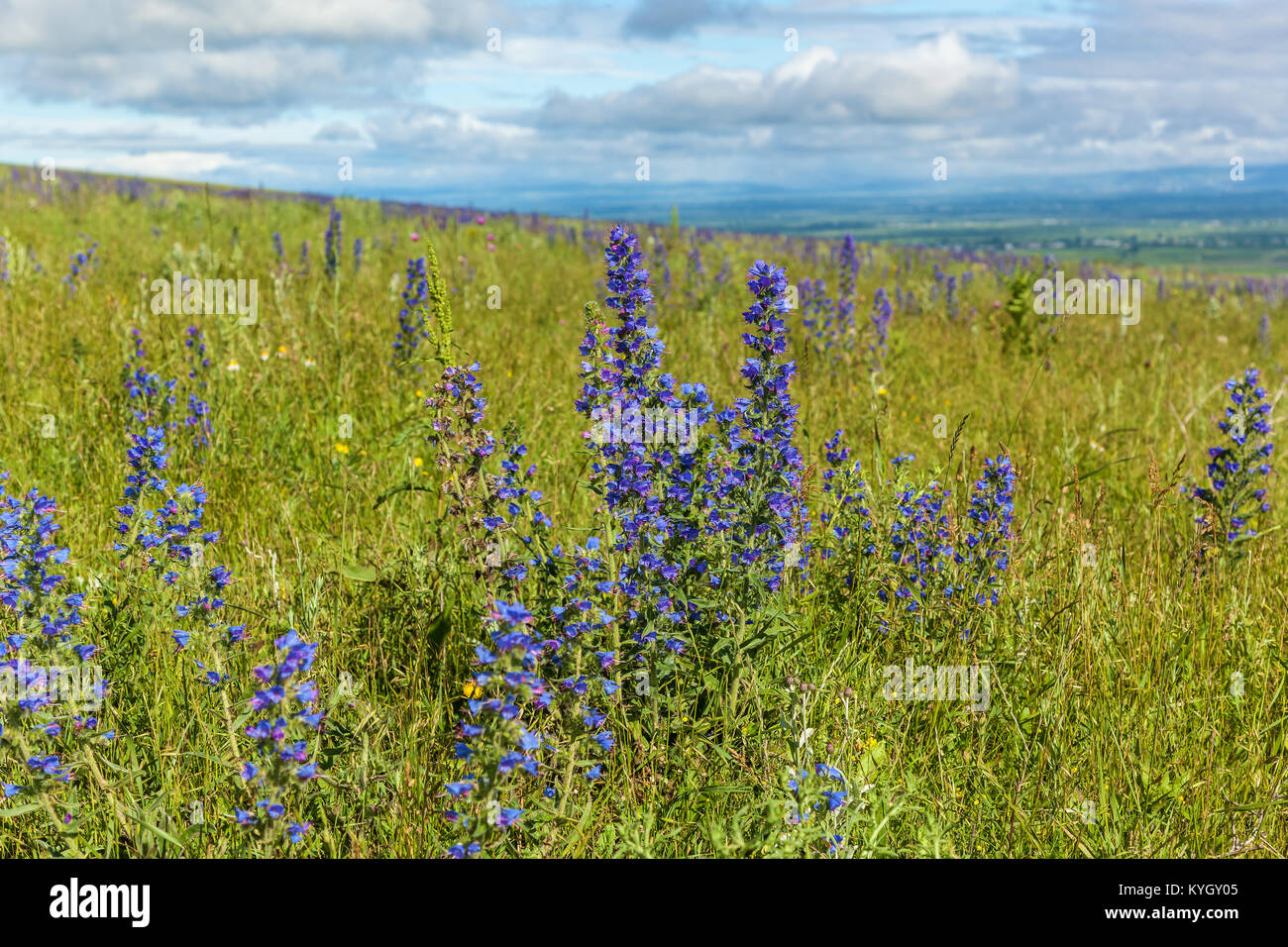 Blue Field Flower Stock Photo Alamy