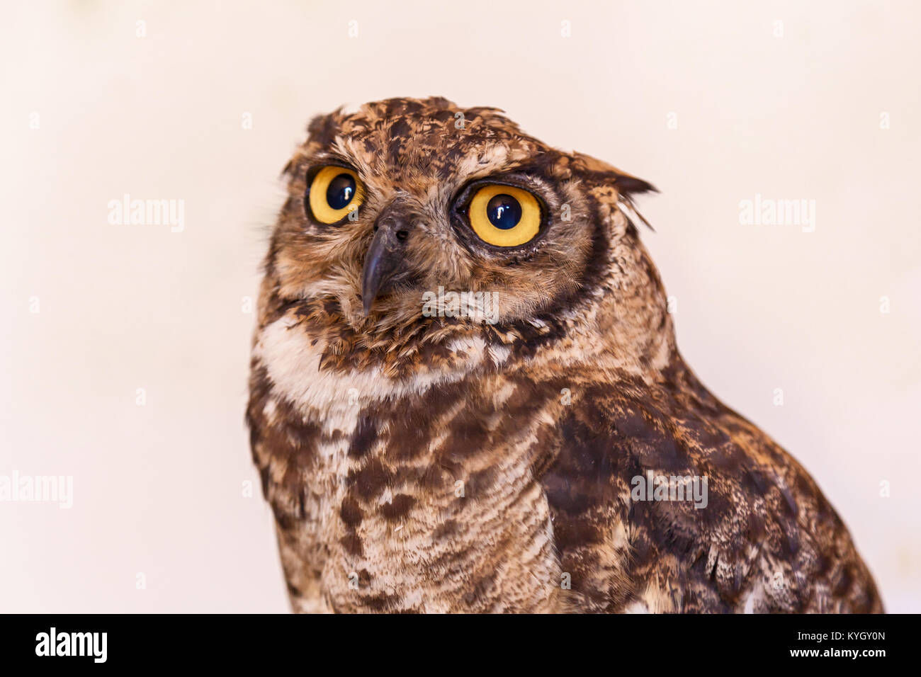 Owl in the white background. Stock Photo