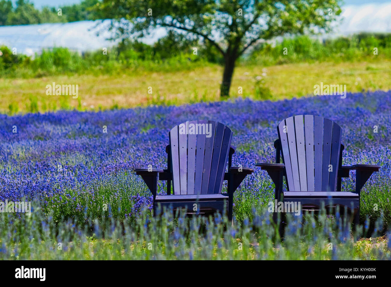 The Lavender Cottage Stock Photos The Lavender Cottage Stock