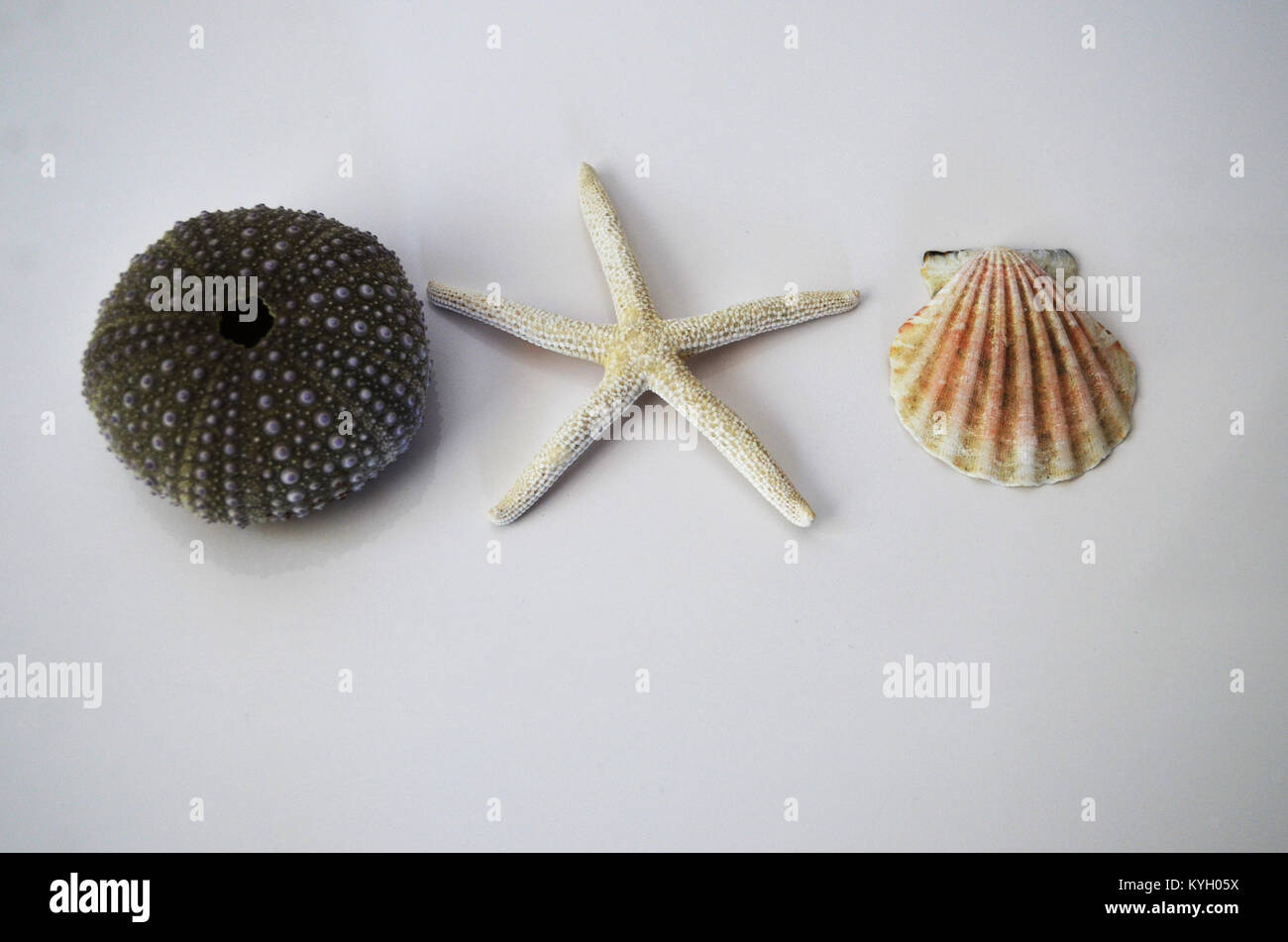 Sea urchin starfish and shell spelling oxo Stock Photo