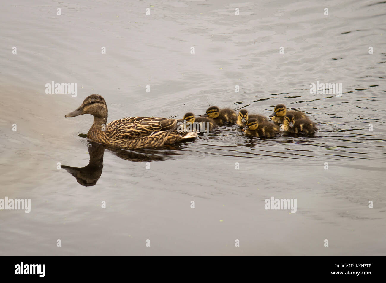 A family group of ducks make their way upstream Stock Photo - Alamy