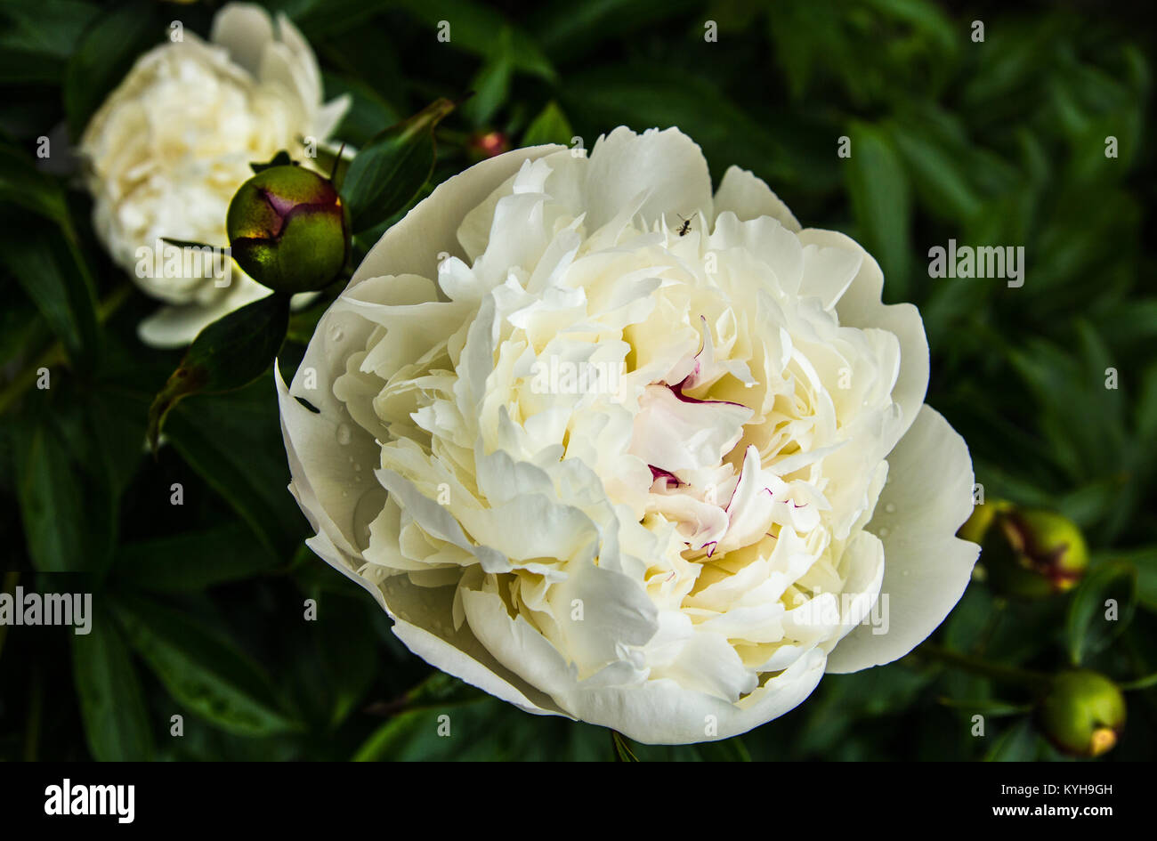 Flowering white peonies in the summer garden Stock Photo - Alamy