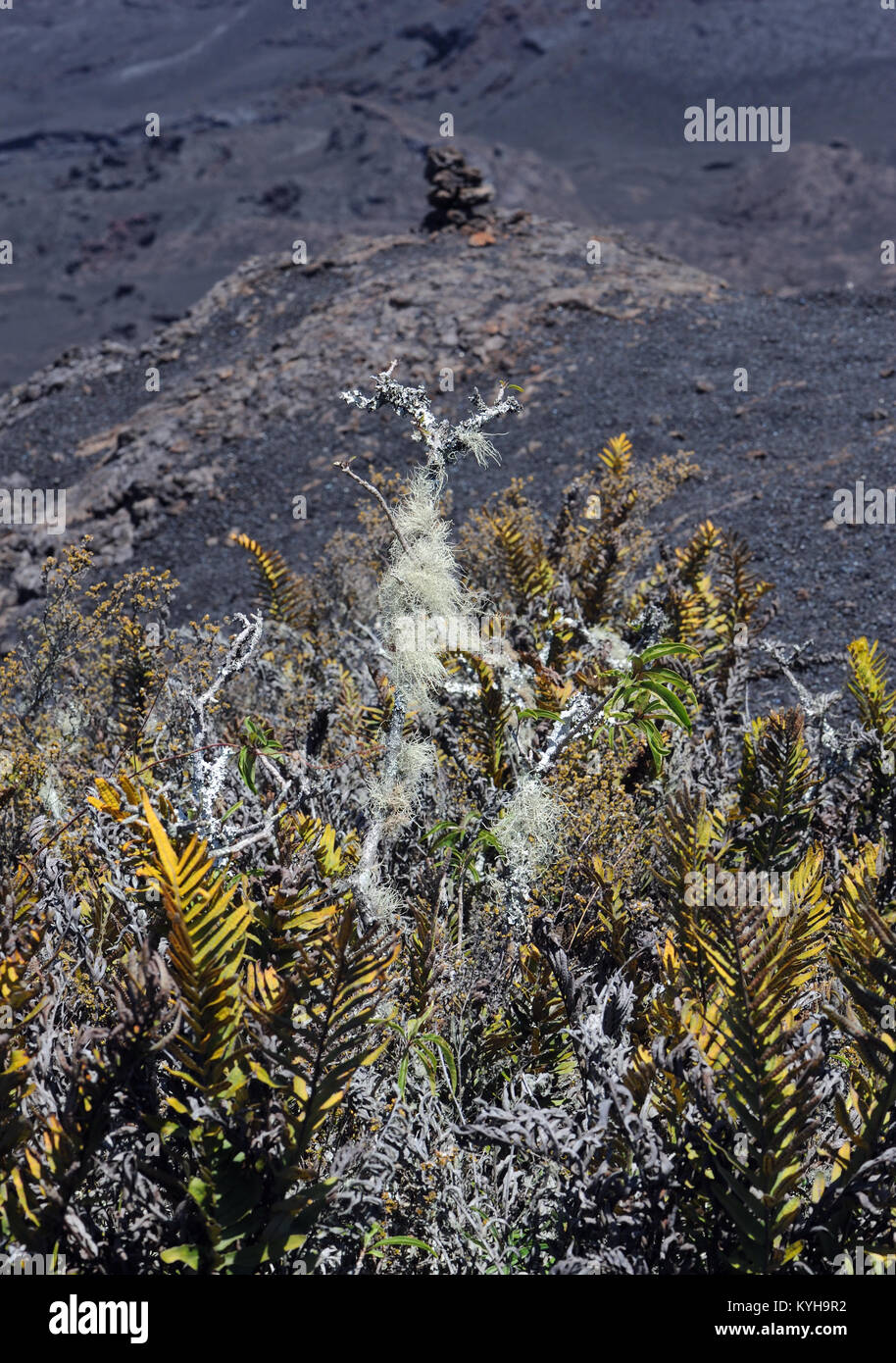 Pioneer species of plants including cacti, ferns and lichens begin to