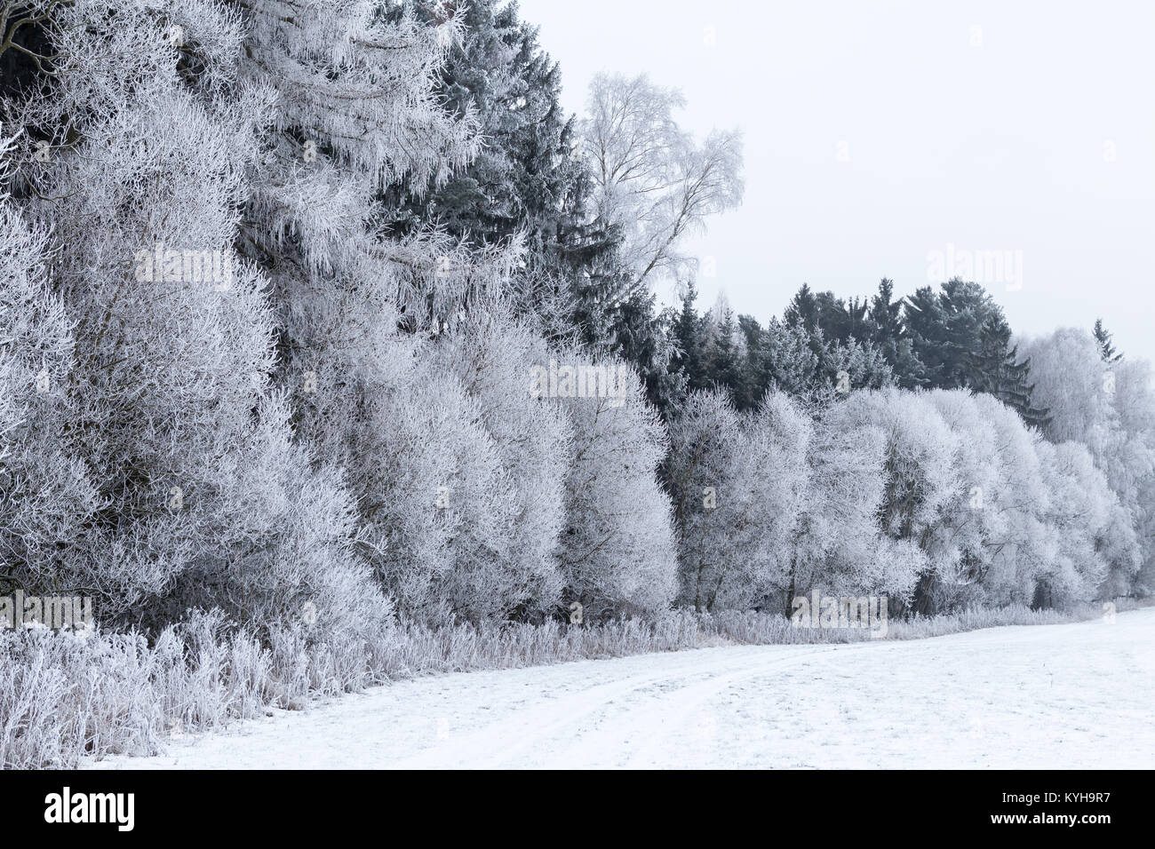 Winter landscape with frozen trees in field and blue sky Stock Photo ...