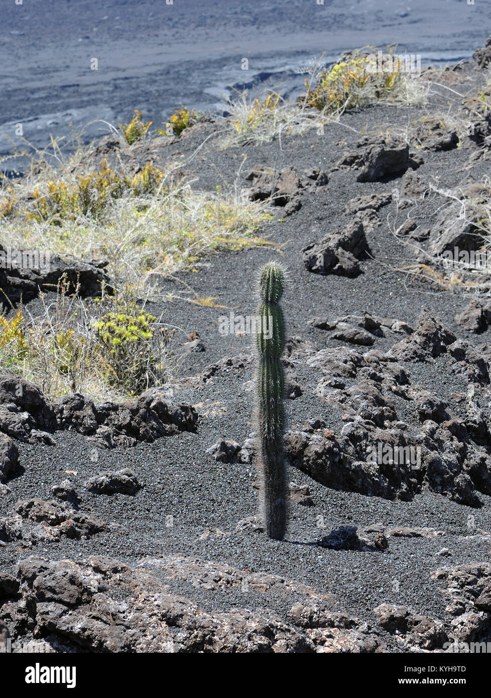 Pioneer species of plants including cacti, ferns and lichens begin to appear on the bare black lava slopes of the volcano Volcan Chico after the 1979 Stock Photo