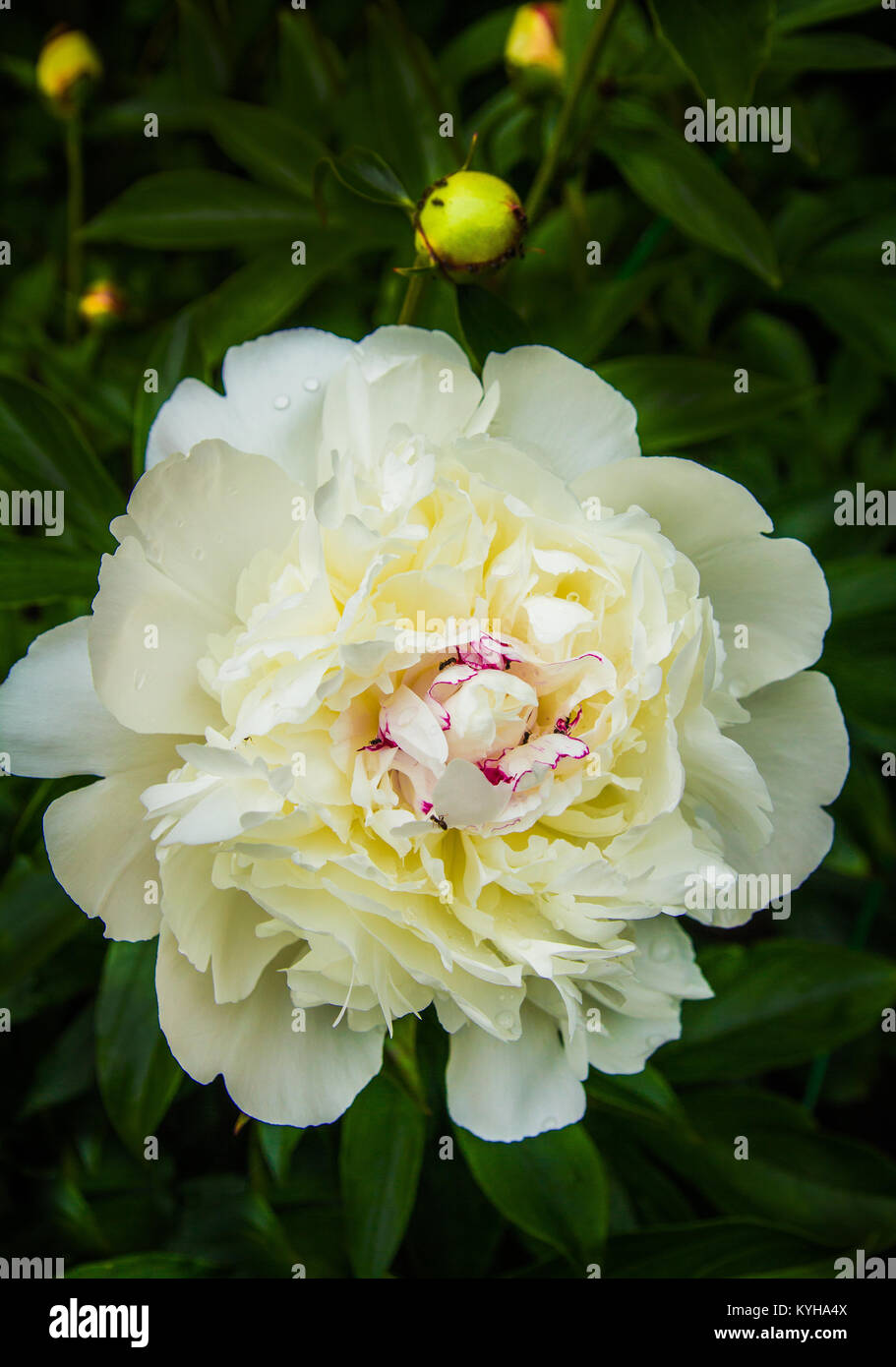 Flowering white peonies in the summer garden Stock Photo