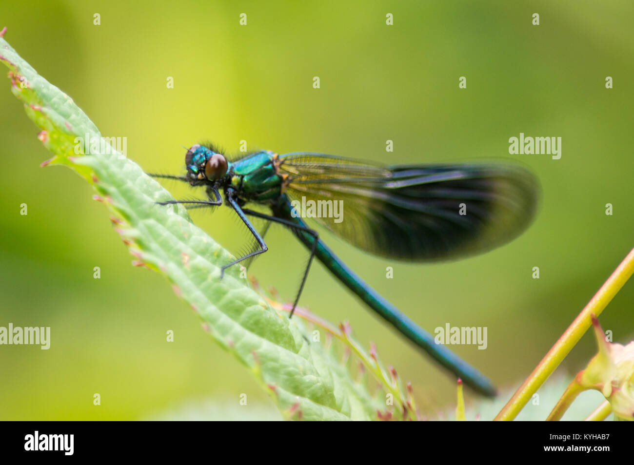 A banded demoiselle on Himalayan balsam Stock Photo