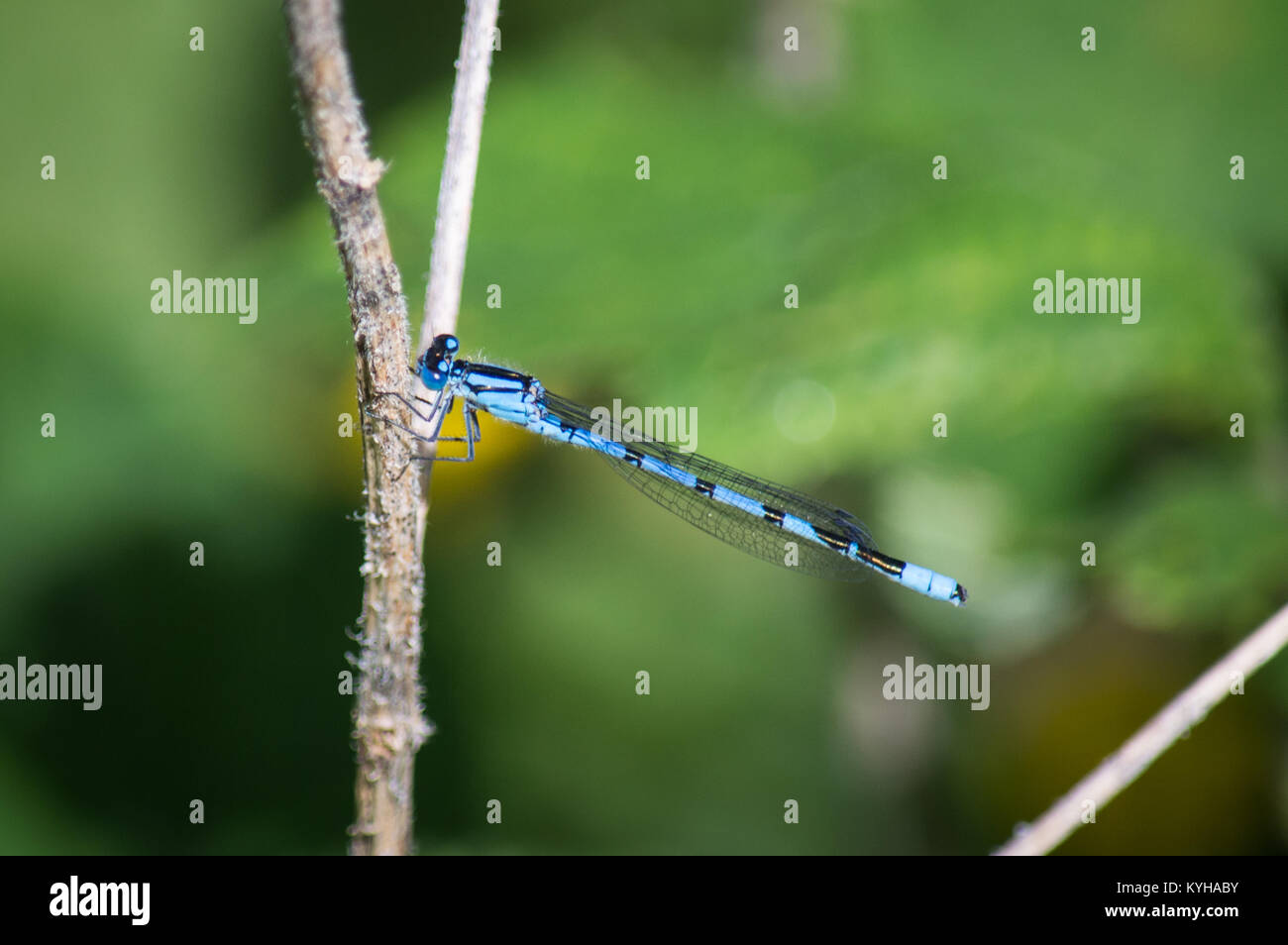 A common blue damselfly clinging to a wooden stem Stock Photo - Alamy