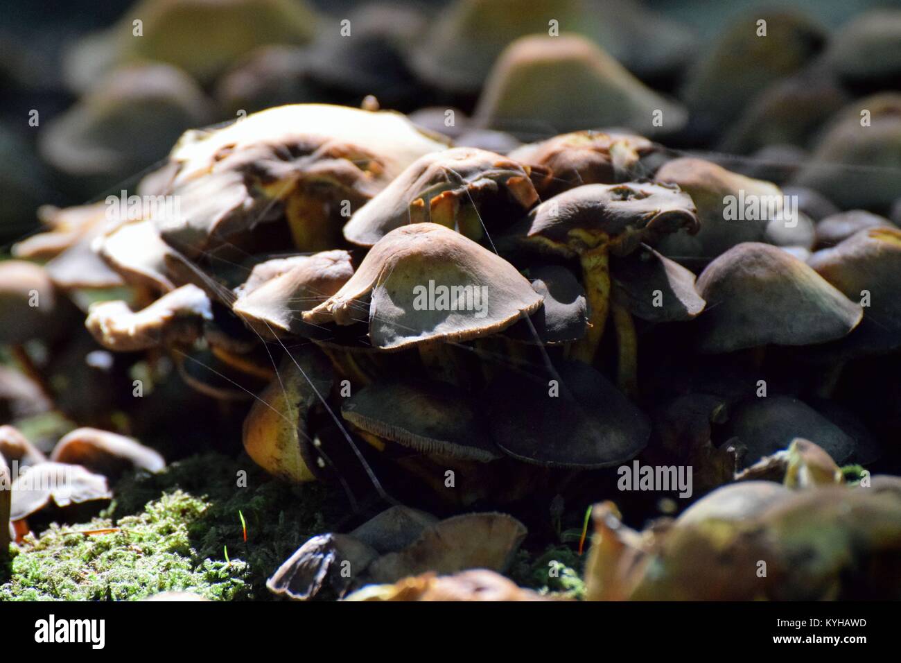 Cobweb drapped over mushrooms Stock Photo