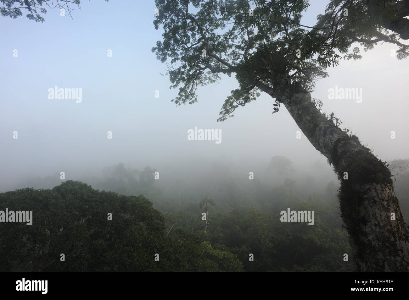 Morning mist rises over the Amazon rain forest viewed from a treetop platform in the Napo