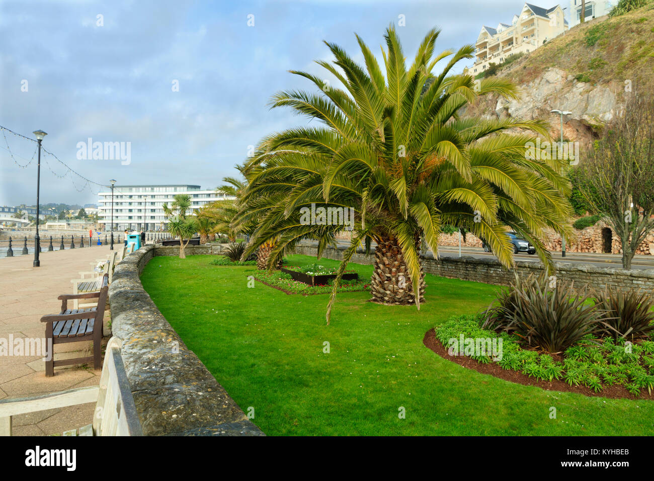 Semi mature Canary Island Date palms, Phoenix canariensis, bring a Mediterranean feel to the seafront at Torquay, Devon, UK Stock Photo