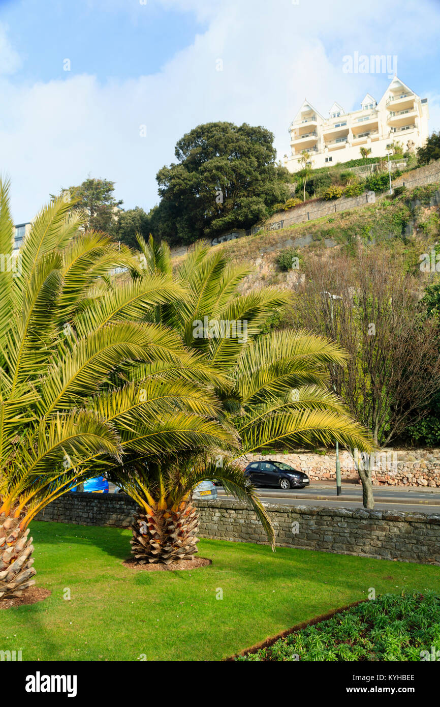 Semi mature Canary Island Date palms, Phoenix canariensis, bring a Mediterranean feel to the seafront at Torquay, Devon, UK Stock Photo