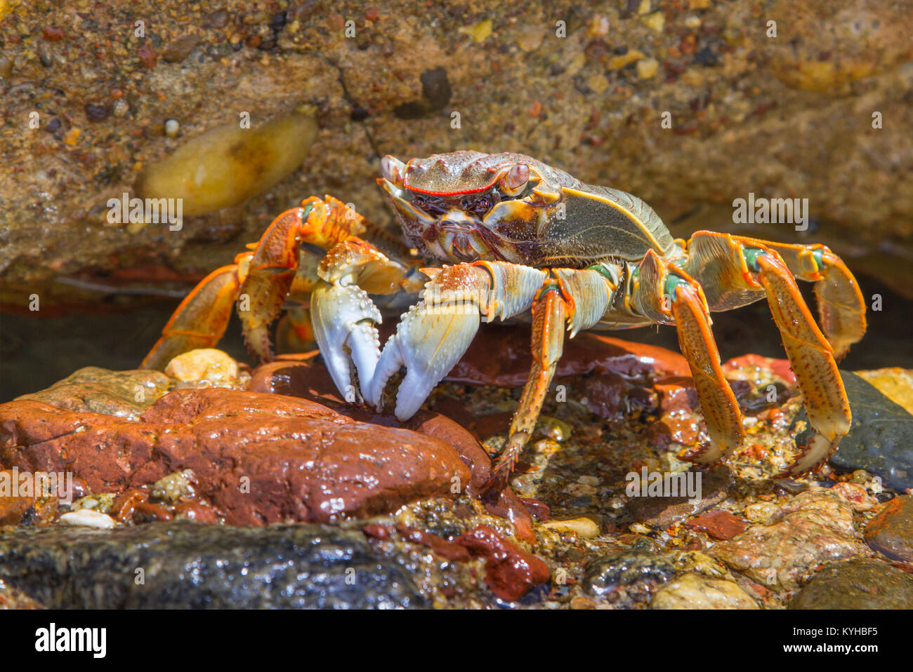 Lined (striped) shore crab on the  beach of Eilat, Israel Stock Photo