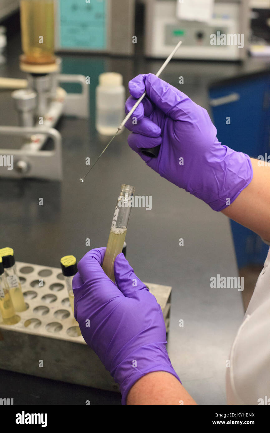 Lab technician using flame test probe to gather sample from vile Stock Photo