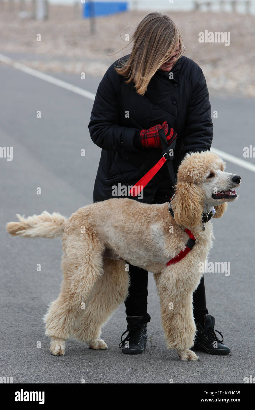 A dog owner with her 10 month old standard poodle puppy called Barney in Bognor Regis, West Sussex, UK. Stock Photo