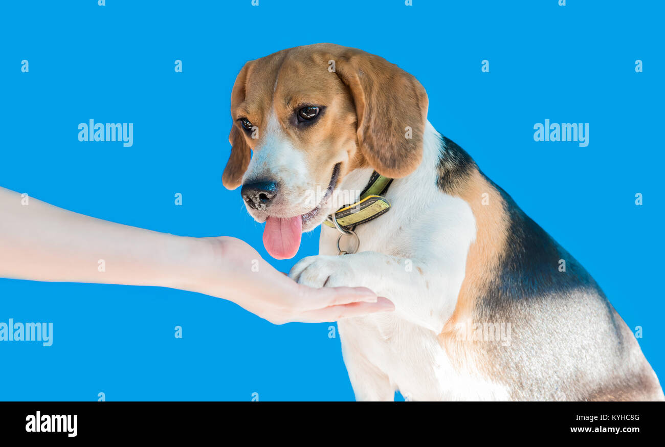 Beagle gives a girl the paw, Shake hands with puppy dog on blue ...