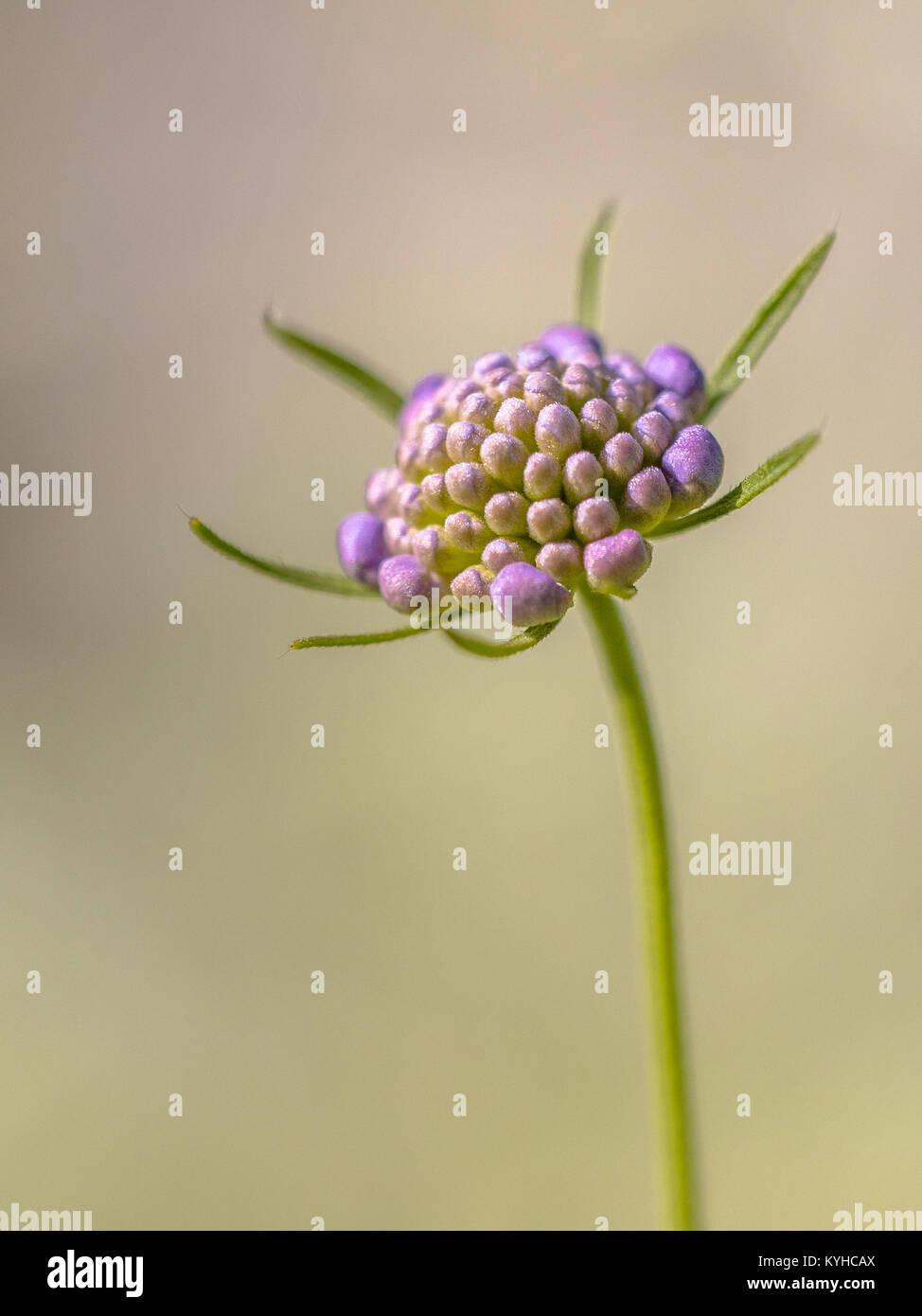 Field scabious (Knautia arvensis) flower bud with bright grey brown background Stock Photo