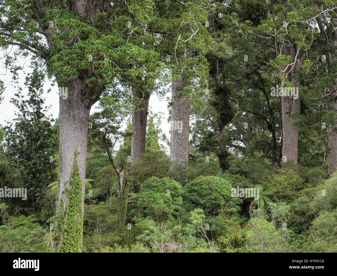 Kauri trees (Agathis australis), this is an Endimic Tree Species of New Zealand Stock Photo