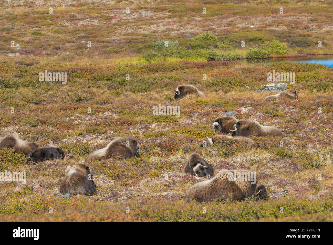 Muskox resting on the tundra (Ovibos moschatus). Nunavik region, Northern Quebec. Canada. Early September, by Dominique Braud/Dembinsky Photo Assoc Stock Photo