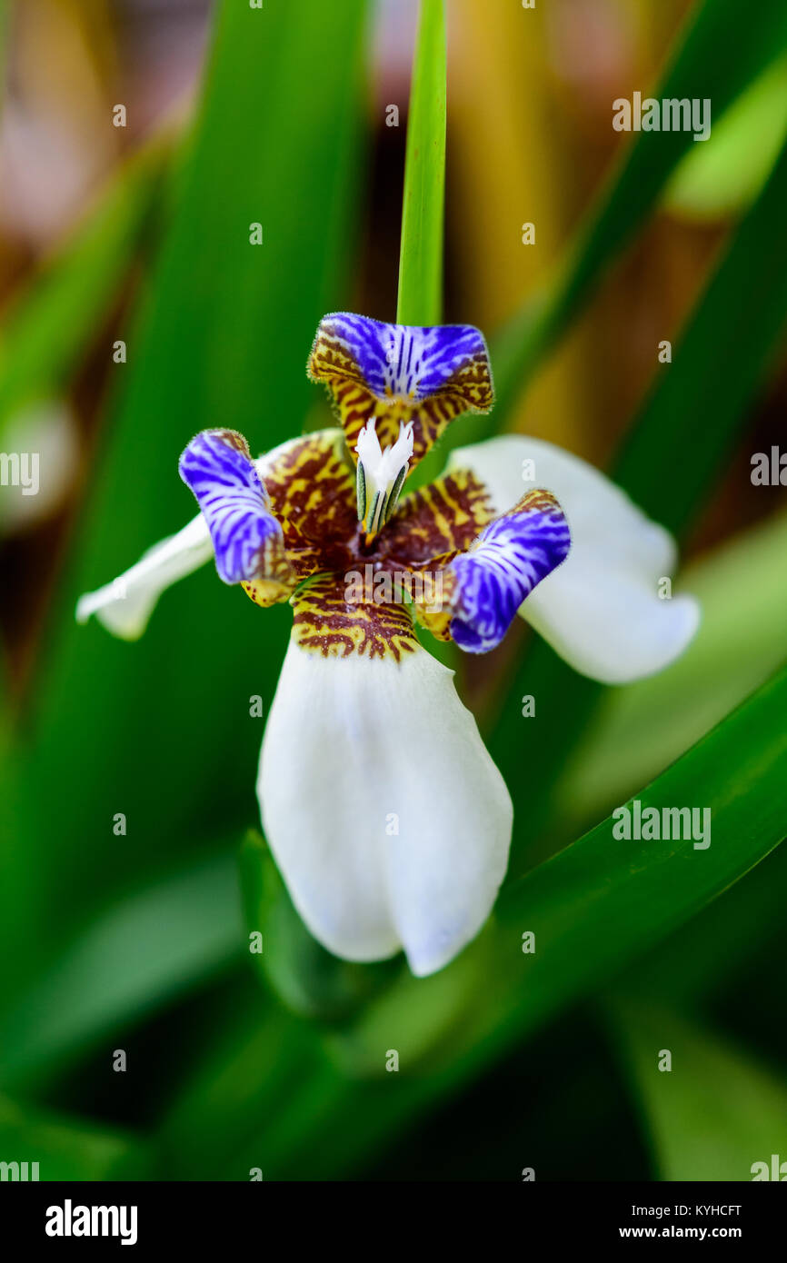 Close-up Neomarica northiana flower on soft background blur. Stock Photo