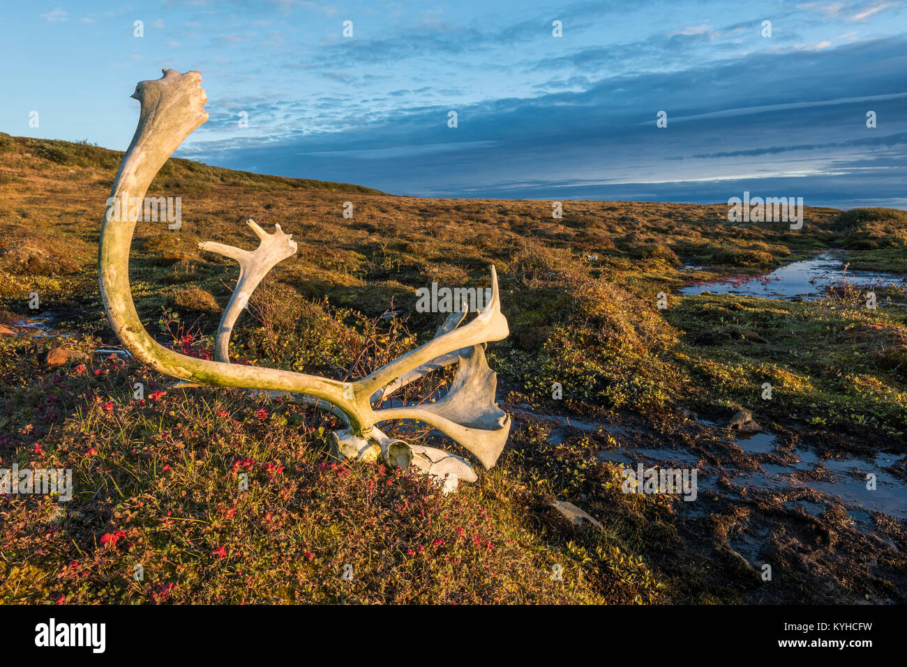 Caribou Antlers & skull, Fall, L Kaslak, Nunavik region, N Quebec, Canada, Sept, by Dominique Braud/Dembinsky Photo Assoc Stock Photo