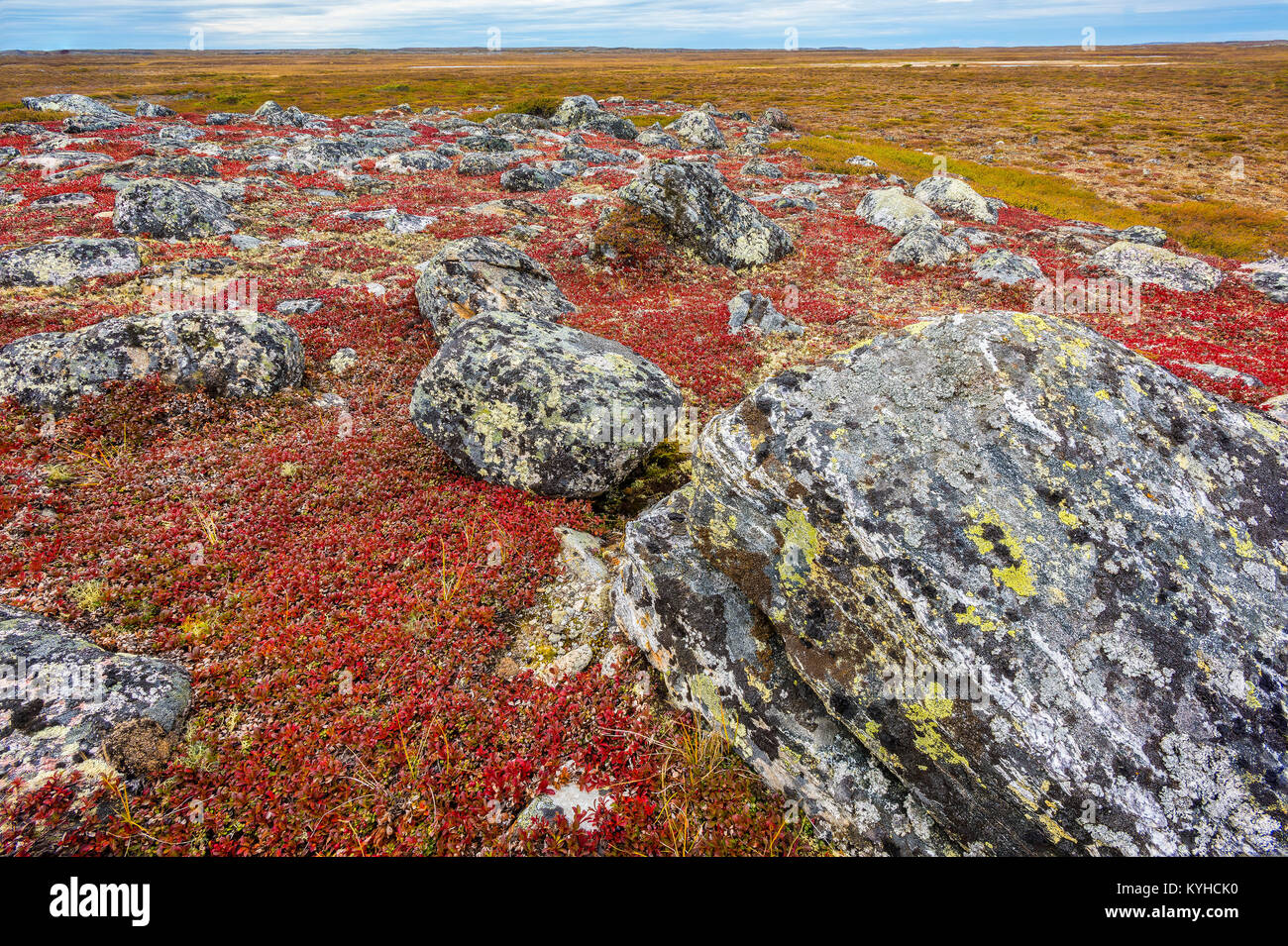 Tundra, Bearberry (Arctostaphylos uva-ursi ), Nunavik region, N. Quebec near Ungava Bay, Canada, September, by Dominique Braud/Dembinsky Photo Assoc Stock Photo