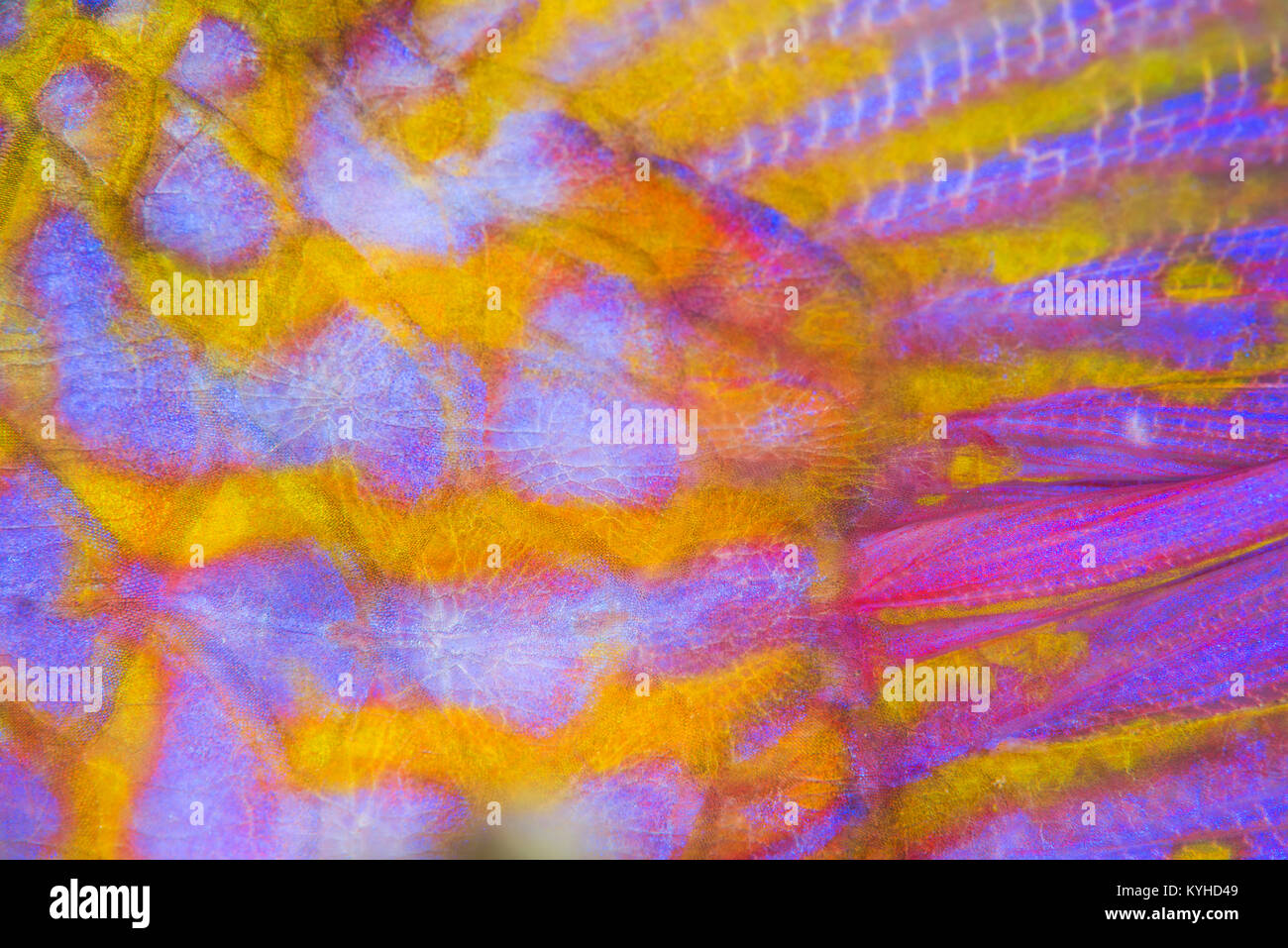 Abstract colourful scales, body, peduncle, and caudal fin of a Many-bar Goatfish in Horseshoe Bay, Rinca Island, Komodo National Park, Indonesia. Stock Photo