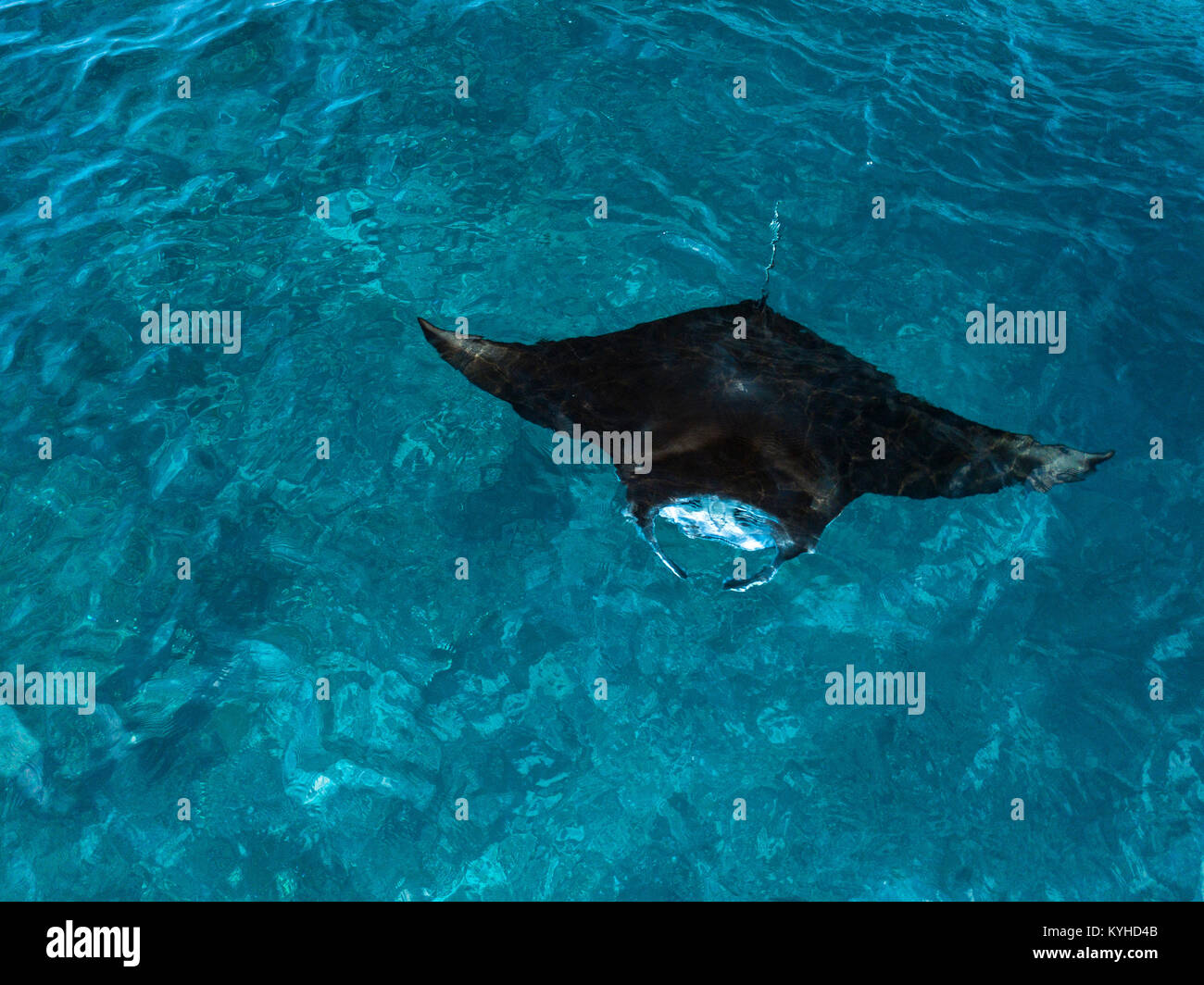 Aerial photo of a reef manta (Manta alfredi) feeding at the surface in clear blue water at the site 'Manta Alley' in Komodo National Park, Indonesia. Stock Photo