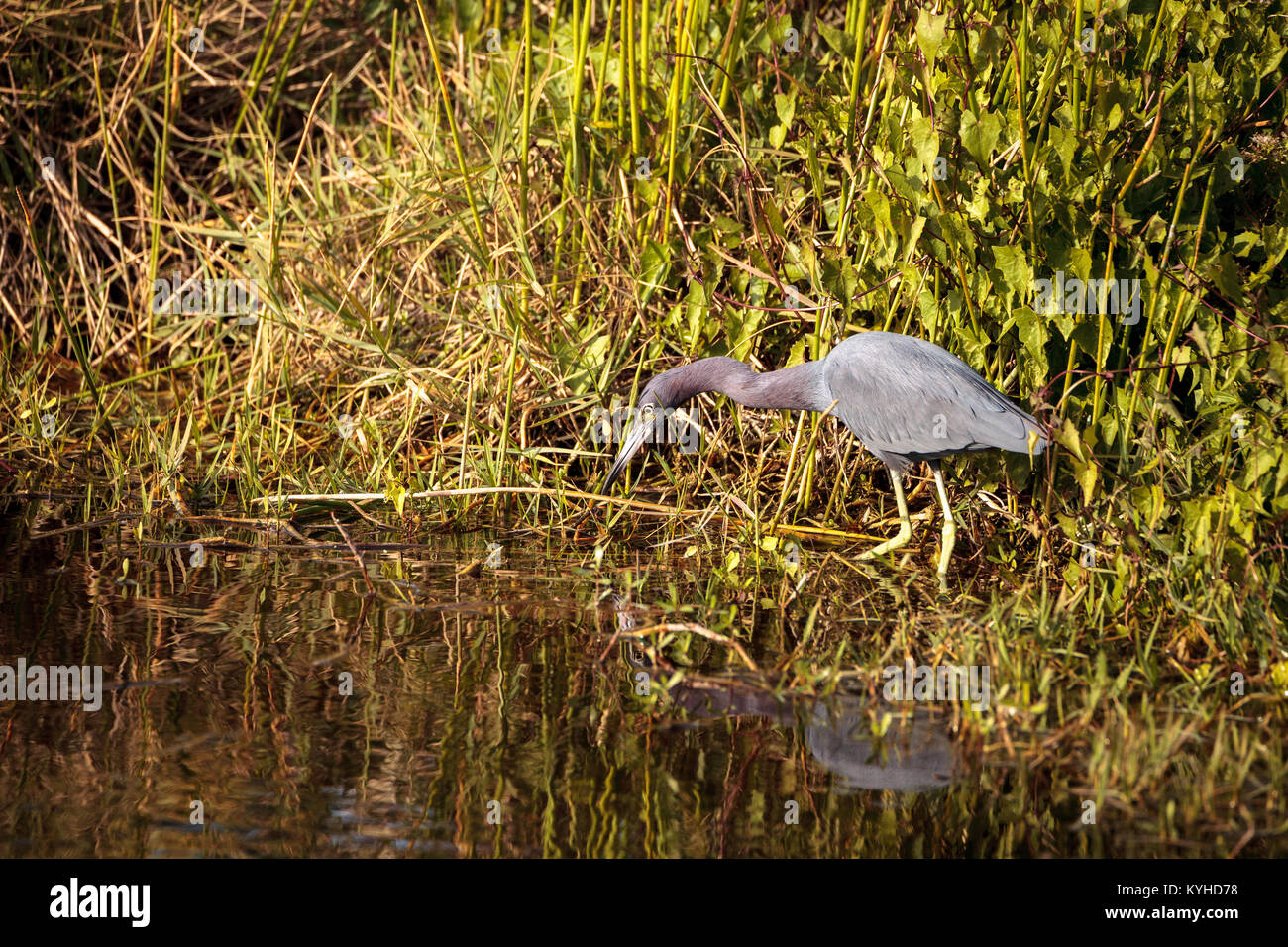 Little blue heron bird Egretta caerulea hunts for frogs amid water fern Salvinia minima in the Corkscrew Swamp Sanctuary in Naples, Florida Stock Photo