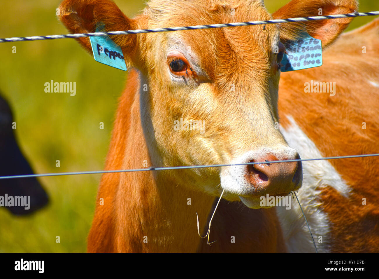 Pepper the Prize Winning Cow with grass in her mouth and a few flies on her face. Stock Photo