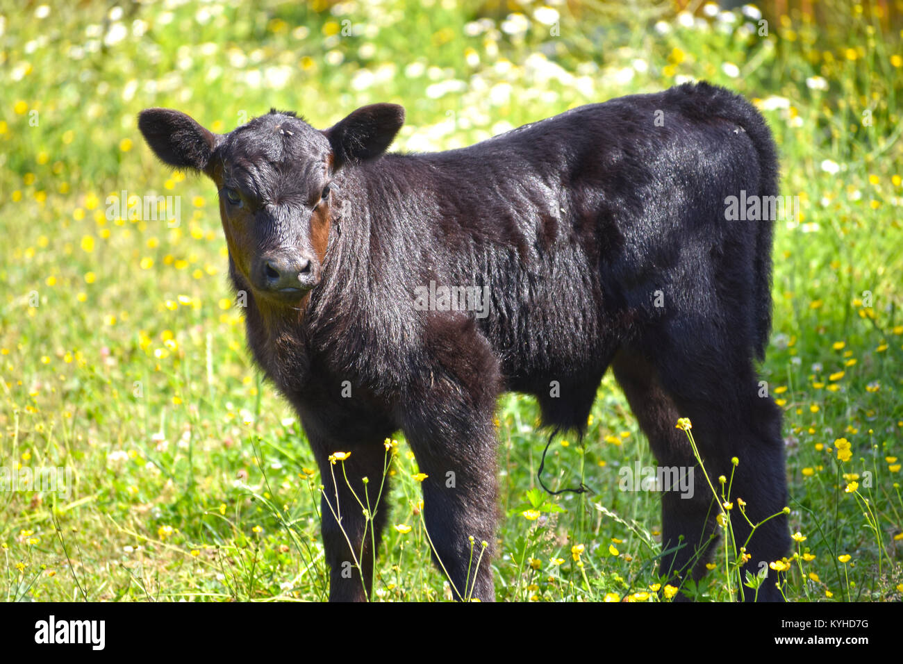 A bull calf in a field of tiny yellow flowers.  He has a couple flies on his head. Stock Photo