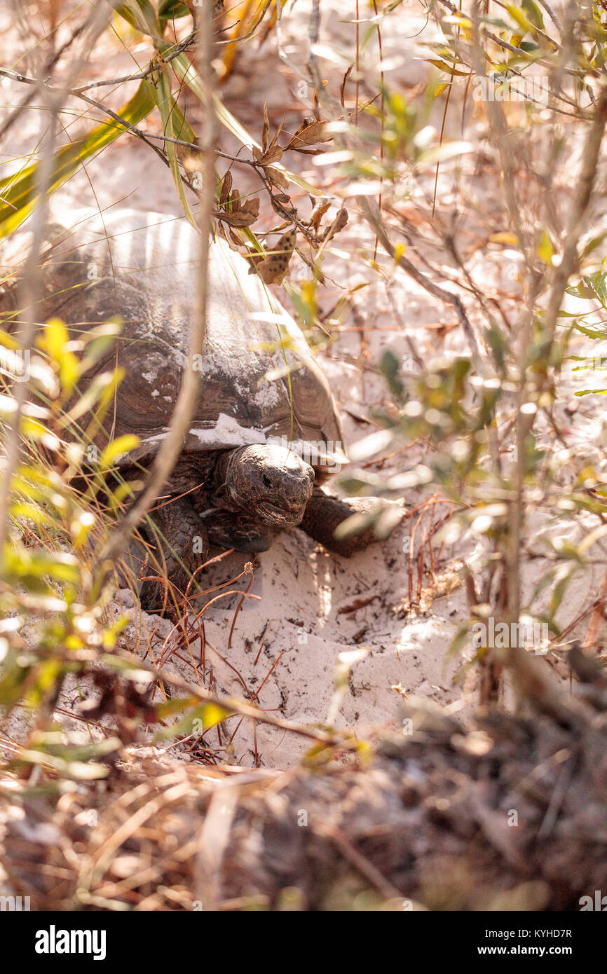 Gopher tortoise Gopherus polyphemus moves through soft sand in Naples ...
