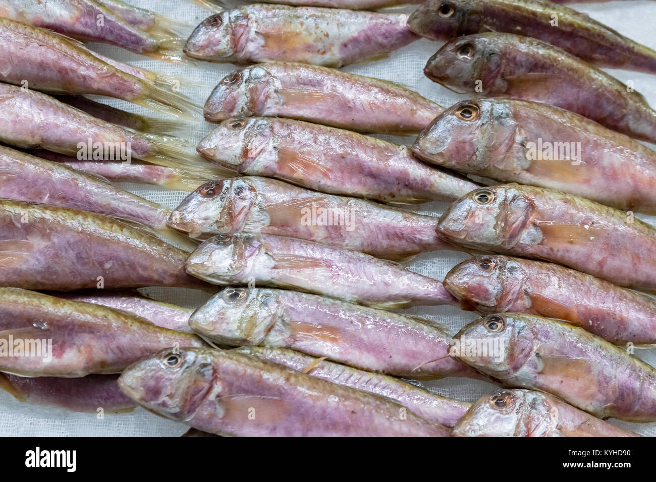 Freshly caught European sprats fish and ice in the box on the counter ...
