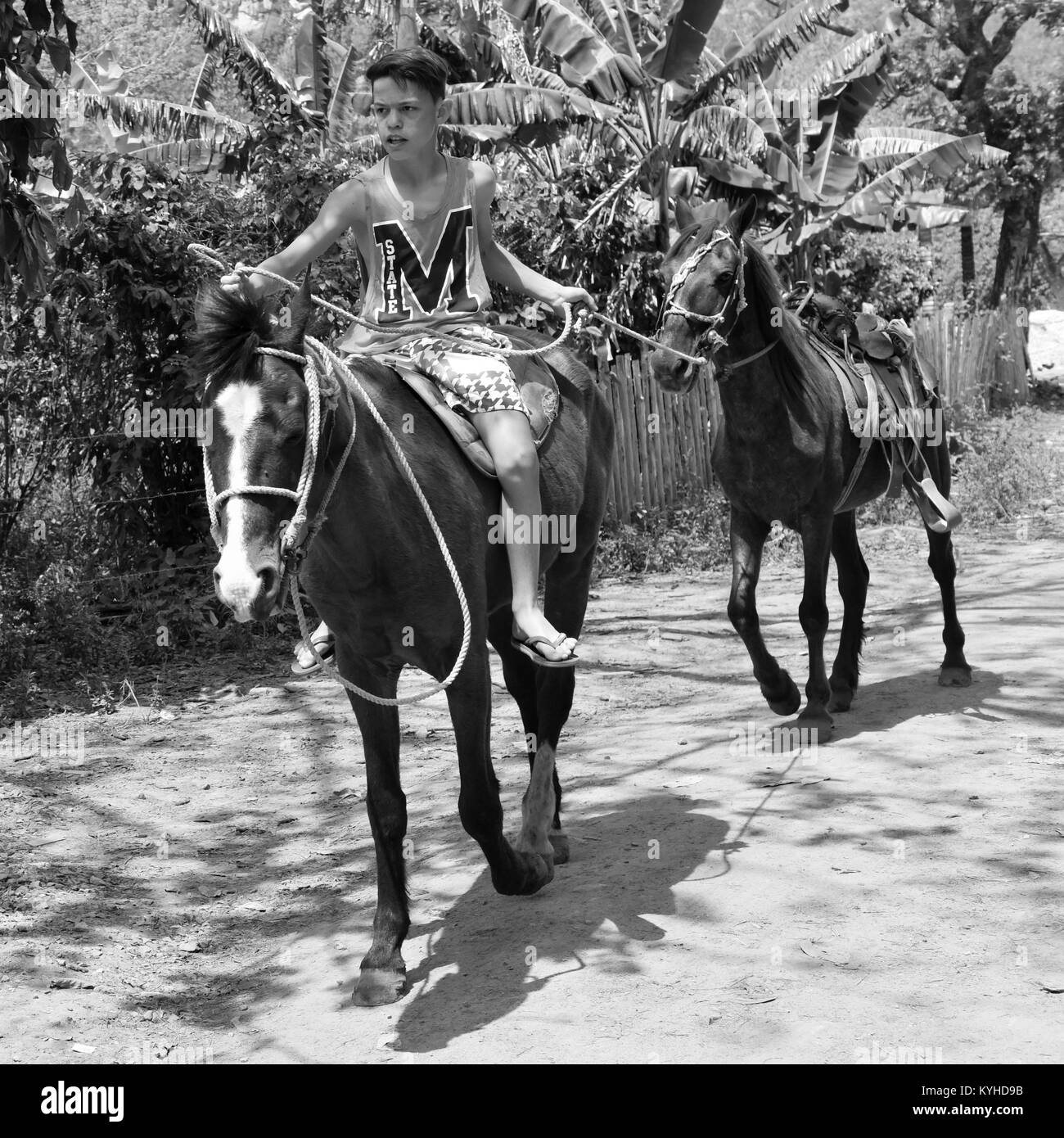 Child with horses, Vinales Pinar Del Rio, Cuba Stock Photo
