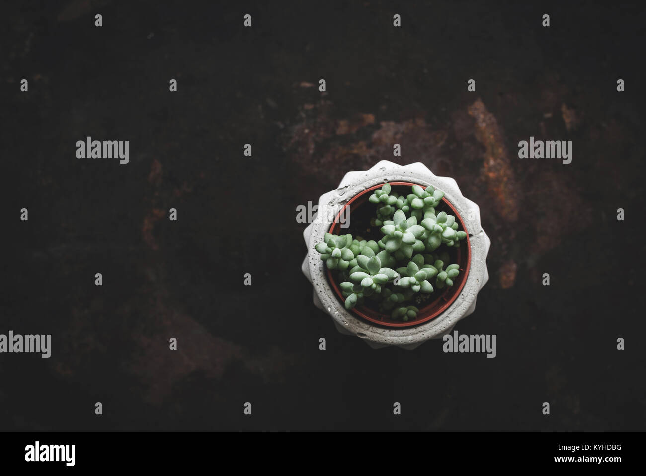 Succulent plant in concrete plantpot over dark rusty background. Top view and copy space for text. Toned image Stock Photo