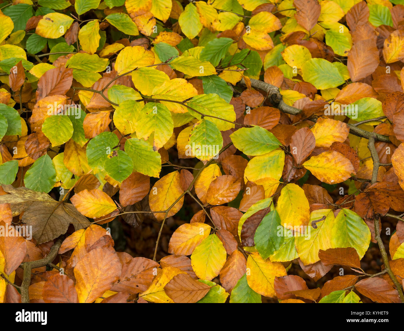 Closeup of colourful Beech tree leaves on the turn in Autumn Stock Photo