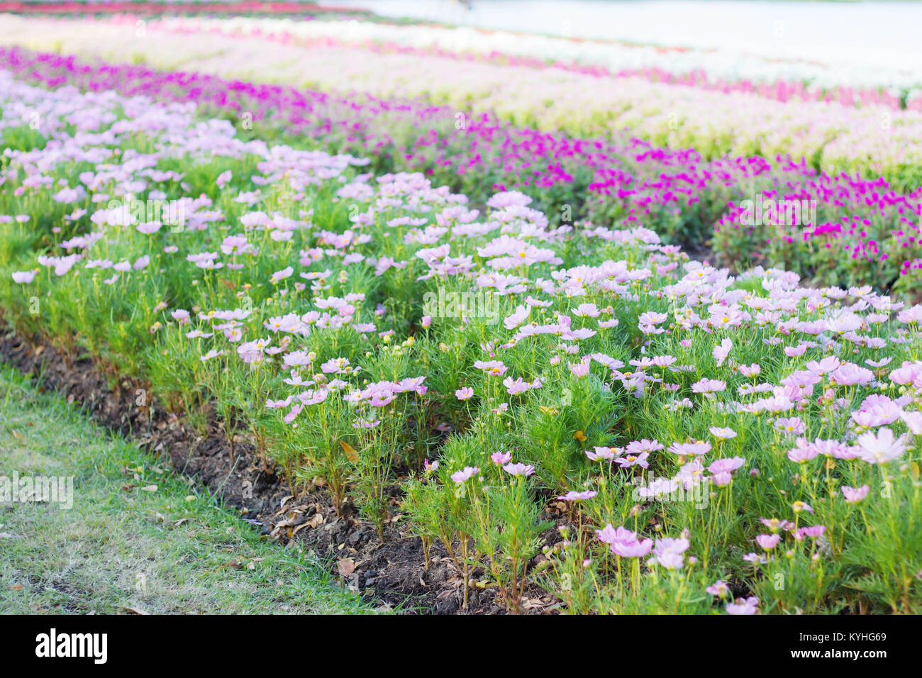 Pink flowers in the garden with beautiful Stock Photo - Alamy