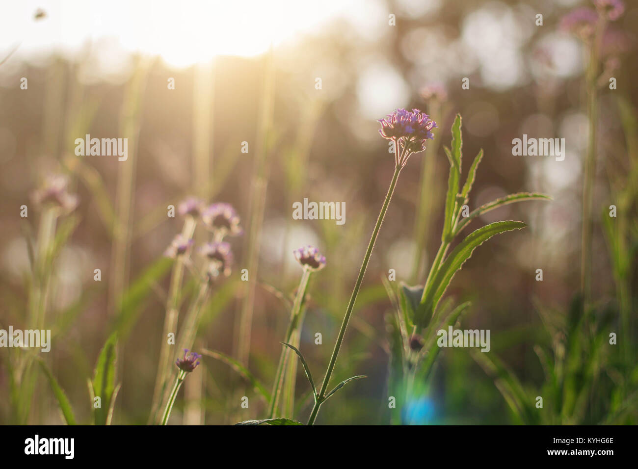 The beauty of purple flowers with nature at sunlight Stock Photo - Alamy