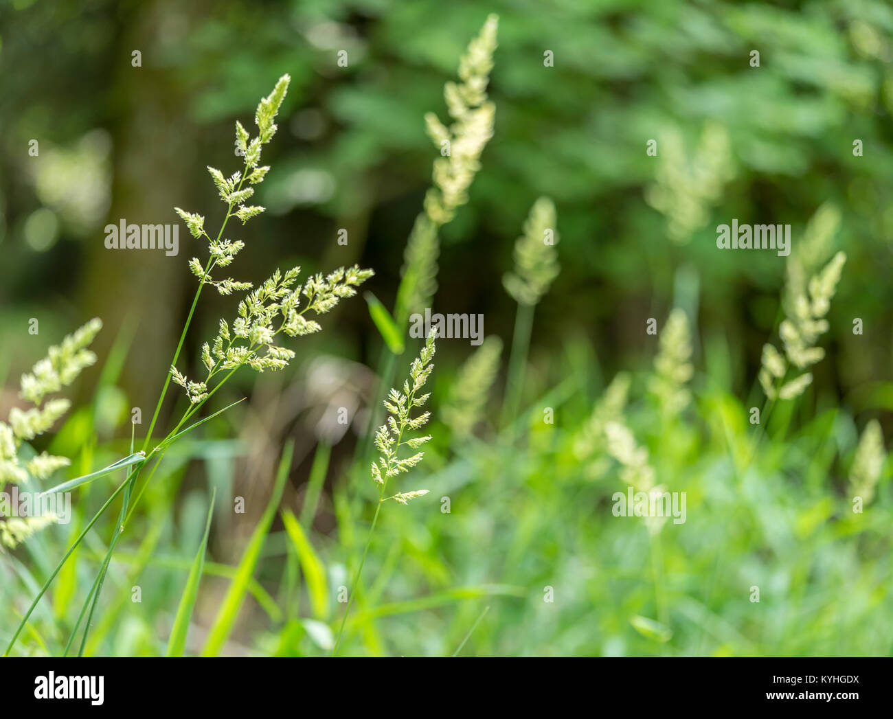 outdoor scenery including some grass spikes Stock Photo