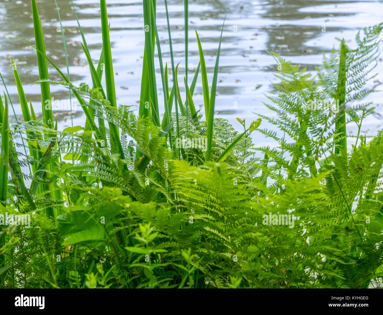 outdoor scenery showing some green riverine vegetation at a lake Stock Photo