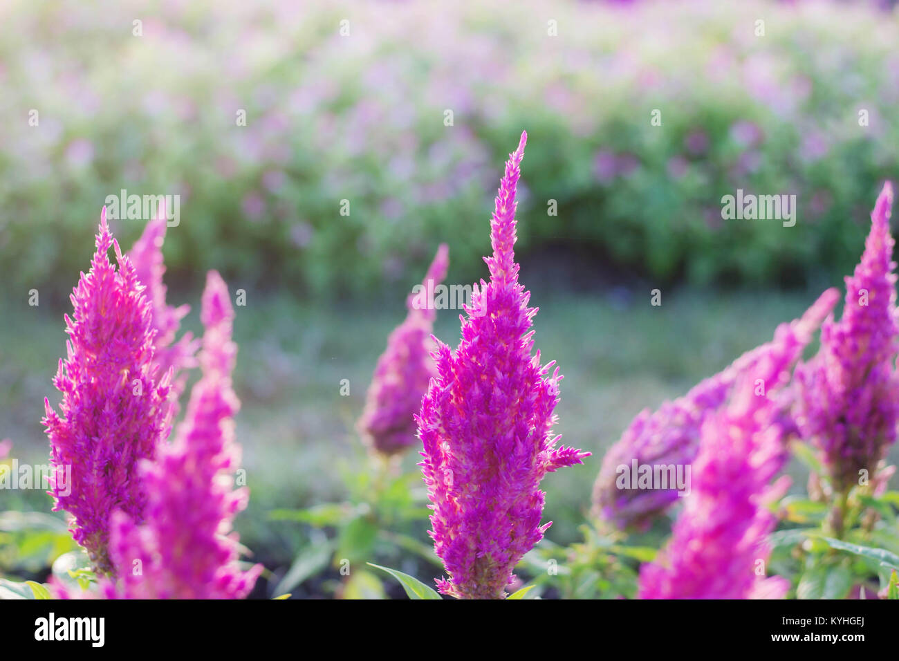 Purple flowers with colorful in the garden Stock Photo - Alamy