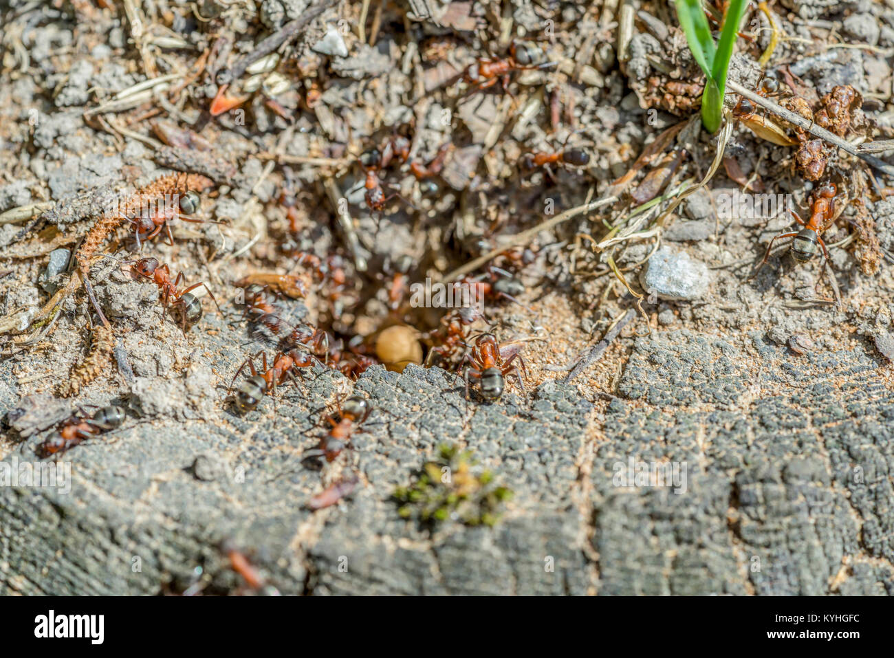 Ant cocoon hi-res stock photography and images - Alamy