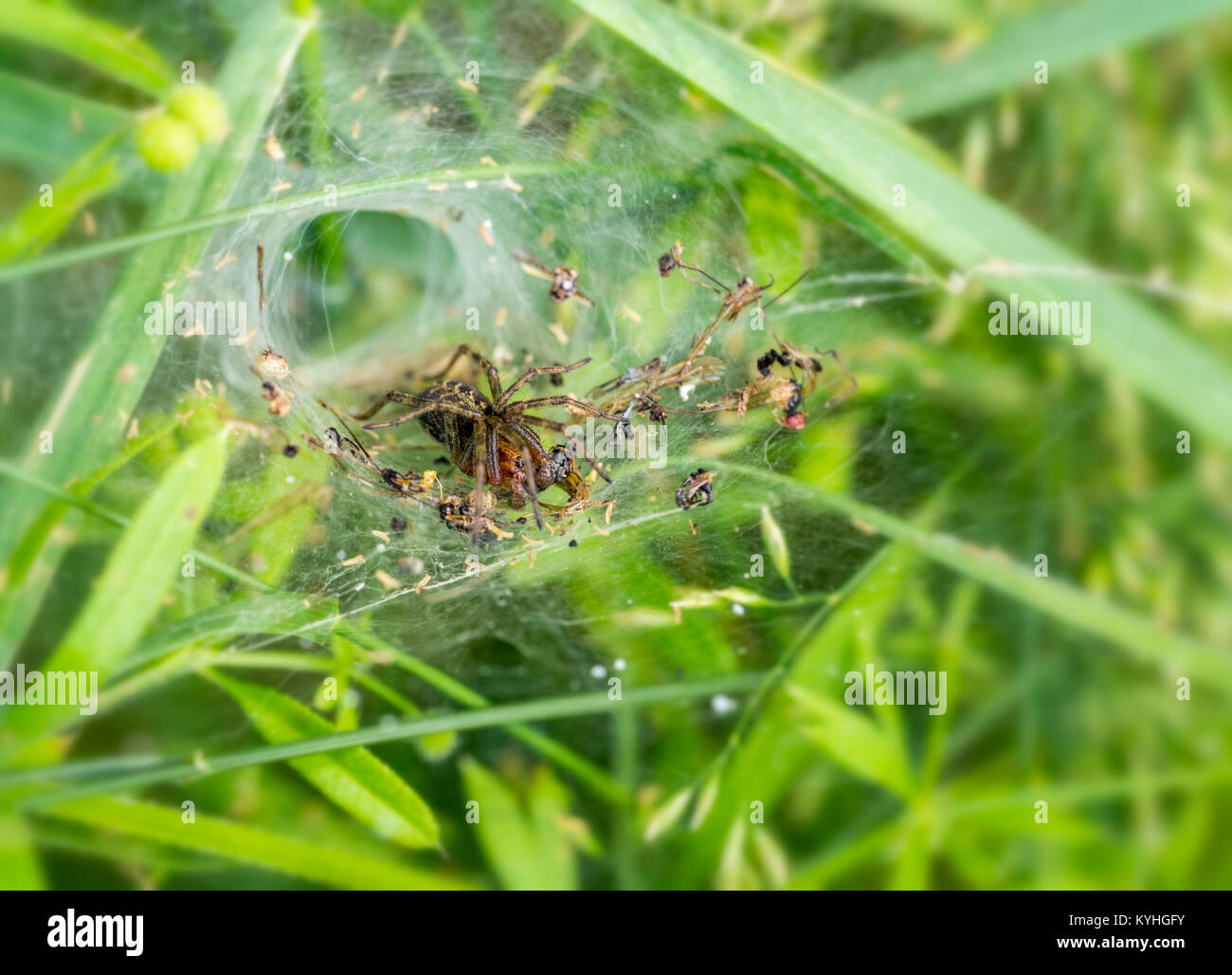 spider web including a funnelweb spider in sunny ambiance Stock Photo