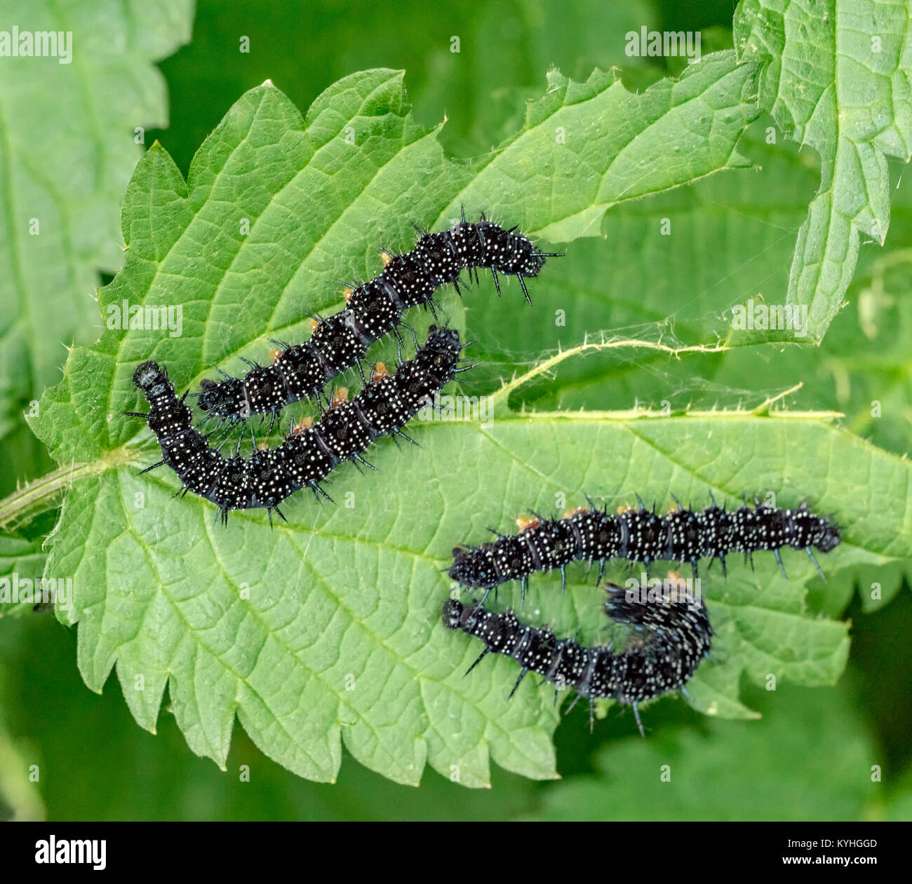 caterpillars of a european peacock butterfly in green nettle ambiance ...