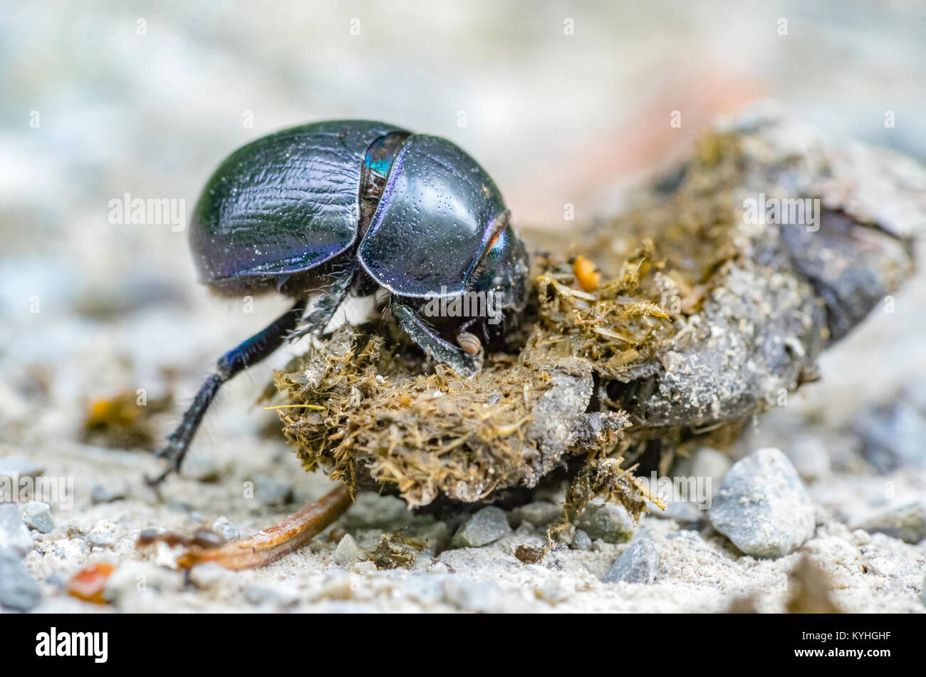 low angle closeup shot showing a dung beetle with dung Stock Photo