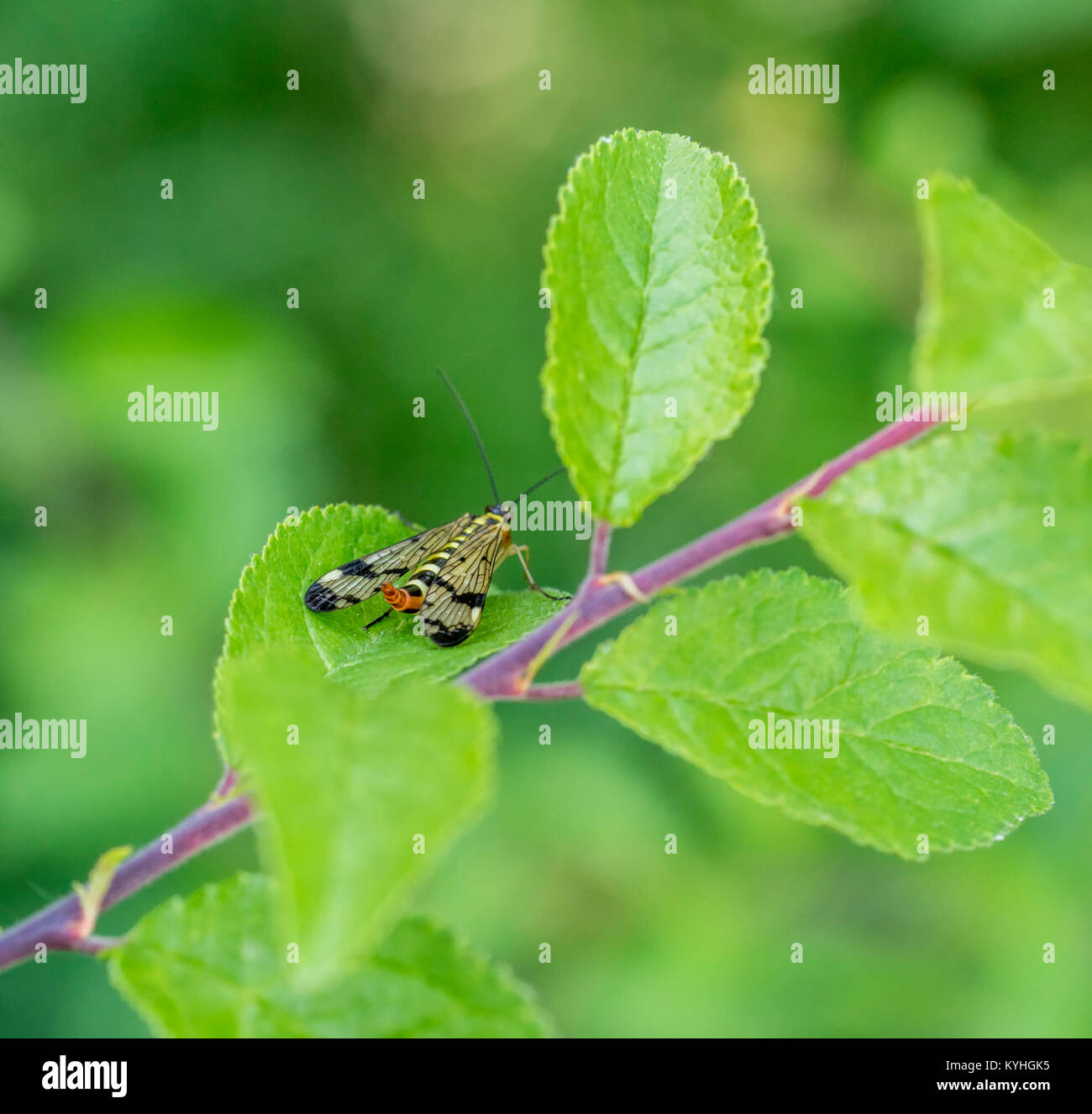 female scorpionfly resting on a twig in naturl ambiance Stock Photo