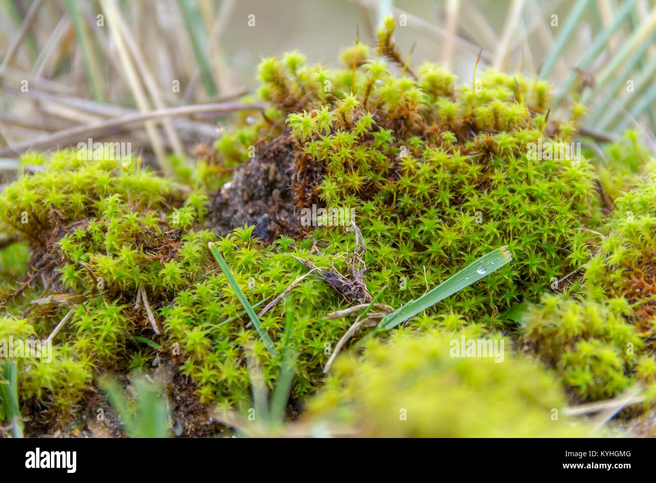 low angle shot sowing some twisted moss seen near sand dunes in the dutch province of Zeeland Stock Photo